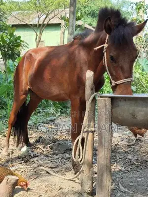 Male Horse Colt, 11 Months Old