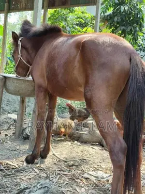 Male Horse Colt, 11 Months Old