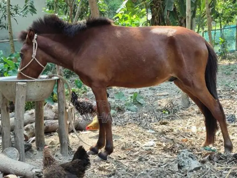 Male Horse Colt, 11 Months Old