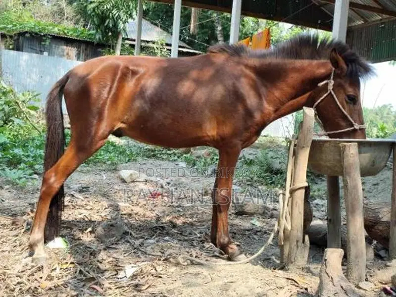 Male Horse Colt, 11 Months Old