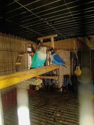 Breeding Pair Lovebird – Urgent Sell