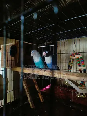 Breeding Pair Lovebird – Urgent Sell