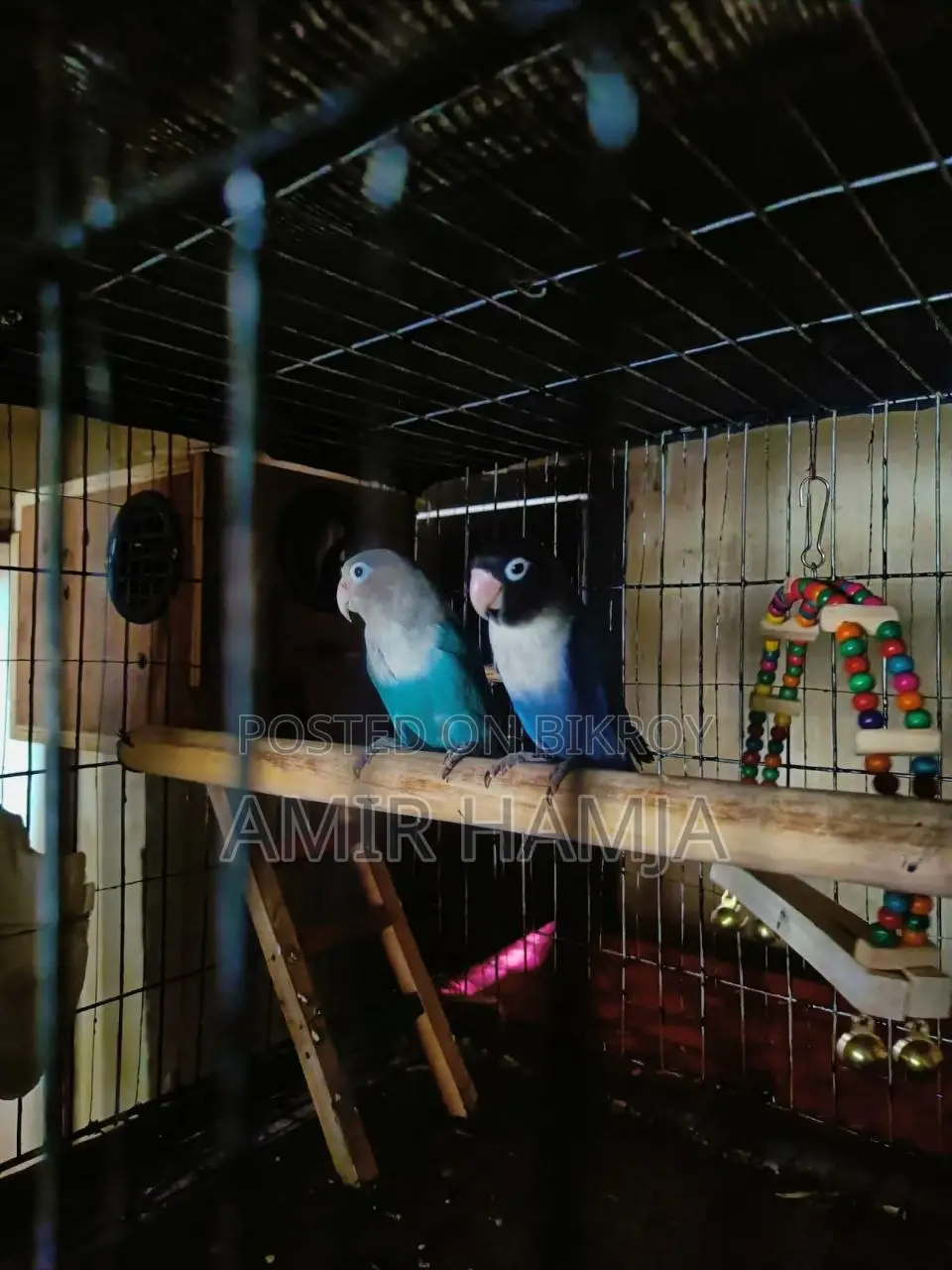 Breeding Pair Lovebird – Urgent Sell