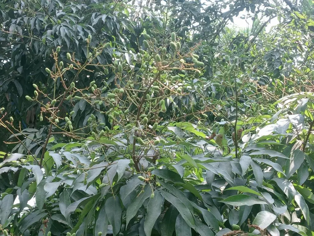 Pre-order Lychee Grafted Saplings