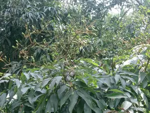 Pre-order Lychee Grafted Saplings