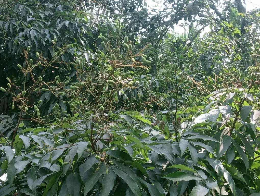 Pre-order Lychee Grafted Saplings