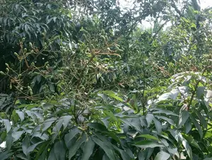Pre-order Lychee Grafted Saplings
