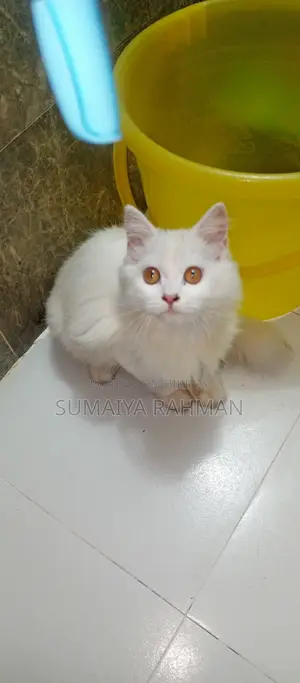 Full Persian Triple Coat
