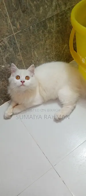 Full Persian Triple Coat