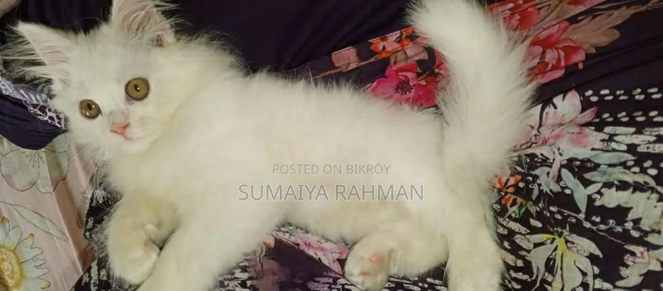 Full Persian Triple Coat
