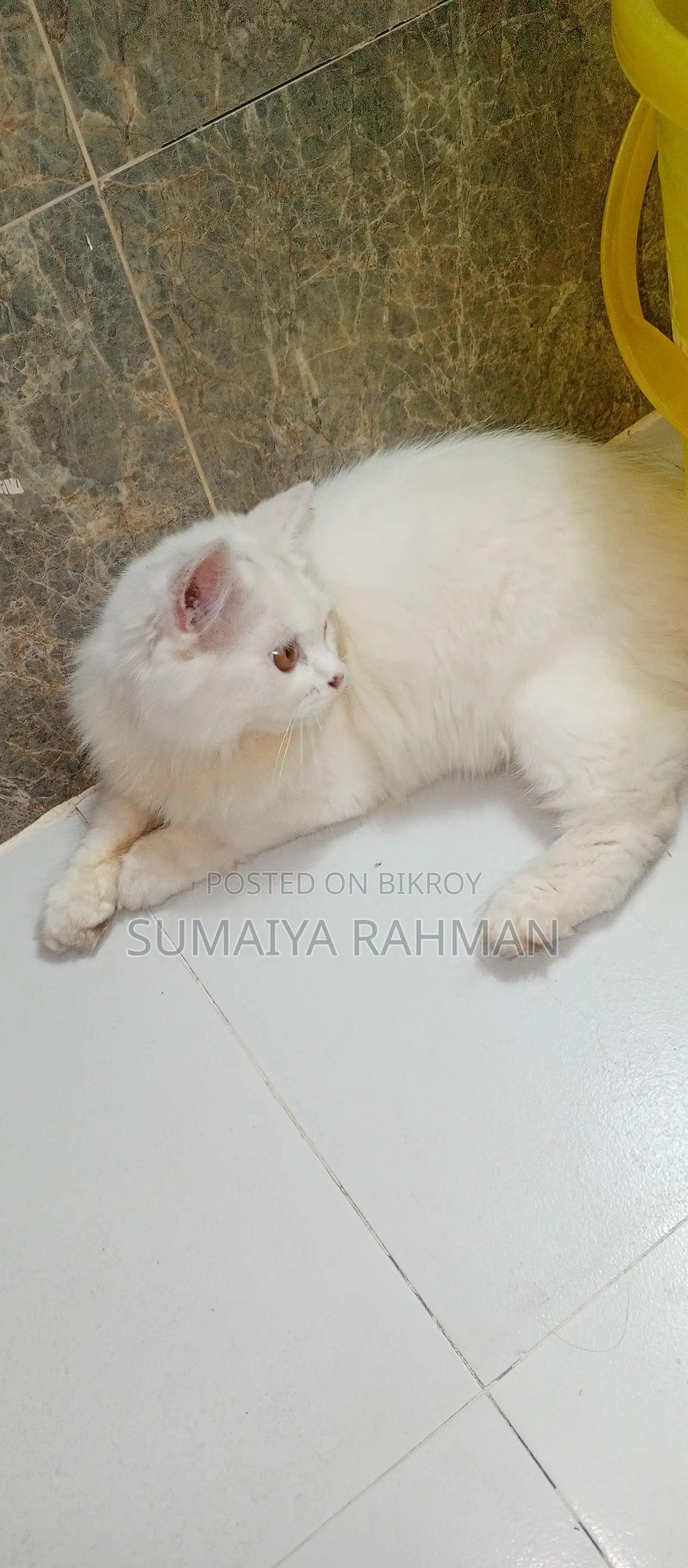 Full Persian Triple Coat