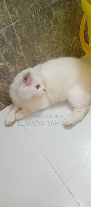 Full Persian Triple Coat