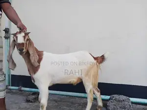 ৩ টা খাশি