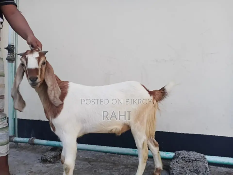 ৩ টা খাশি