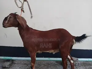 ৩ টা খাশি