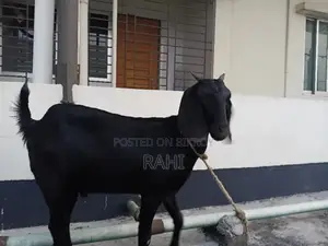 ৩ টা খাশি