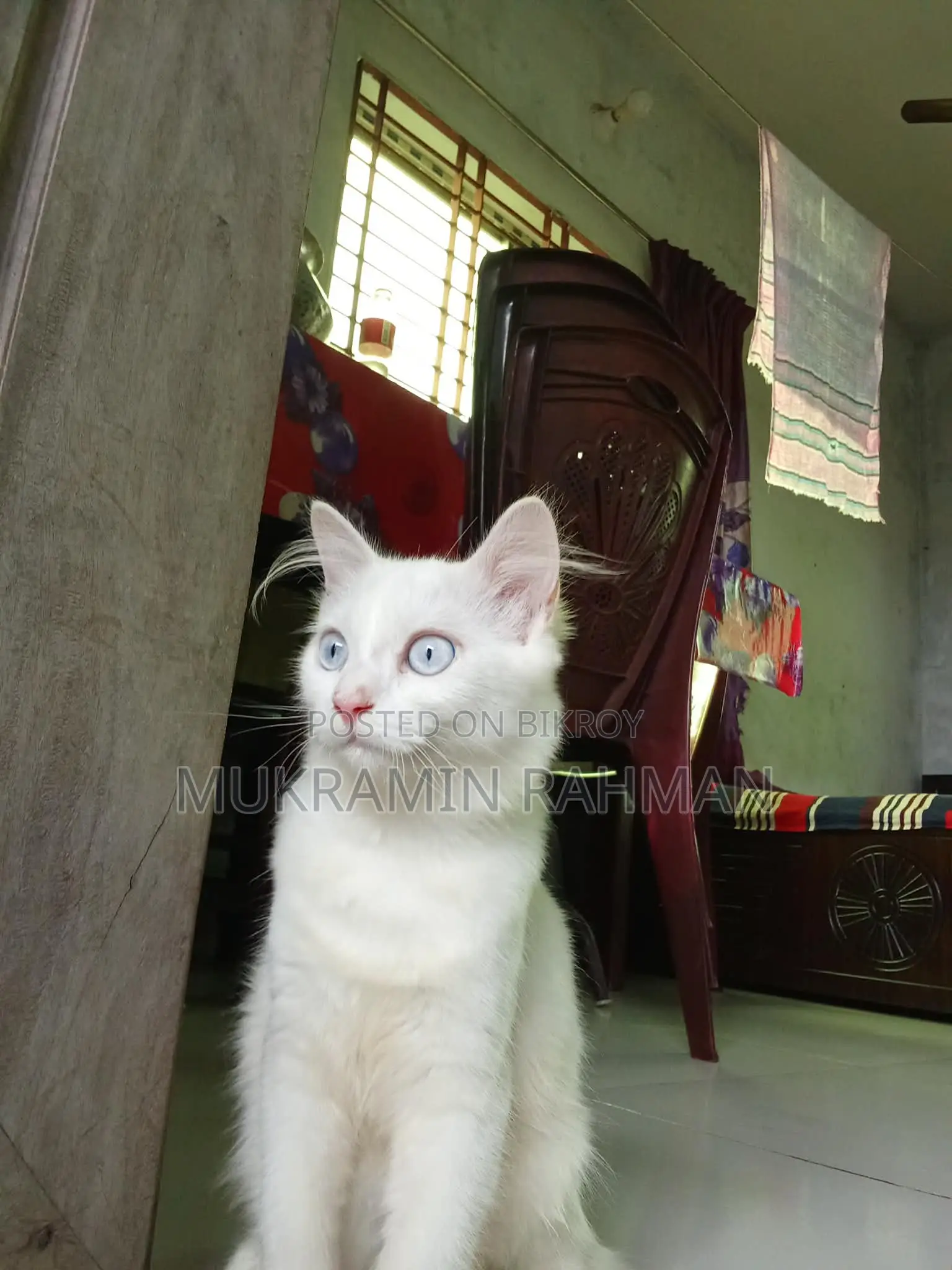 Cats for Sale