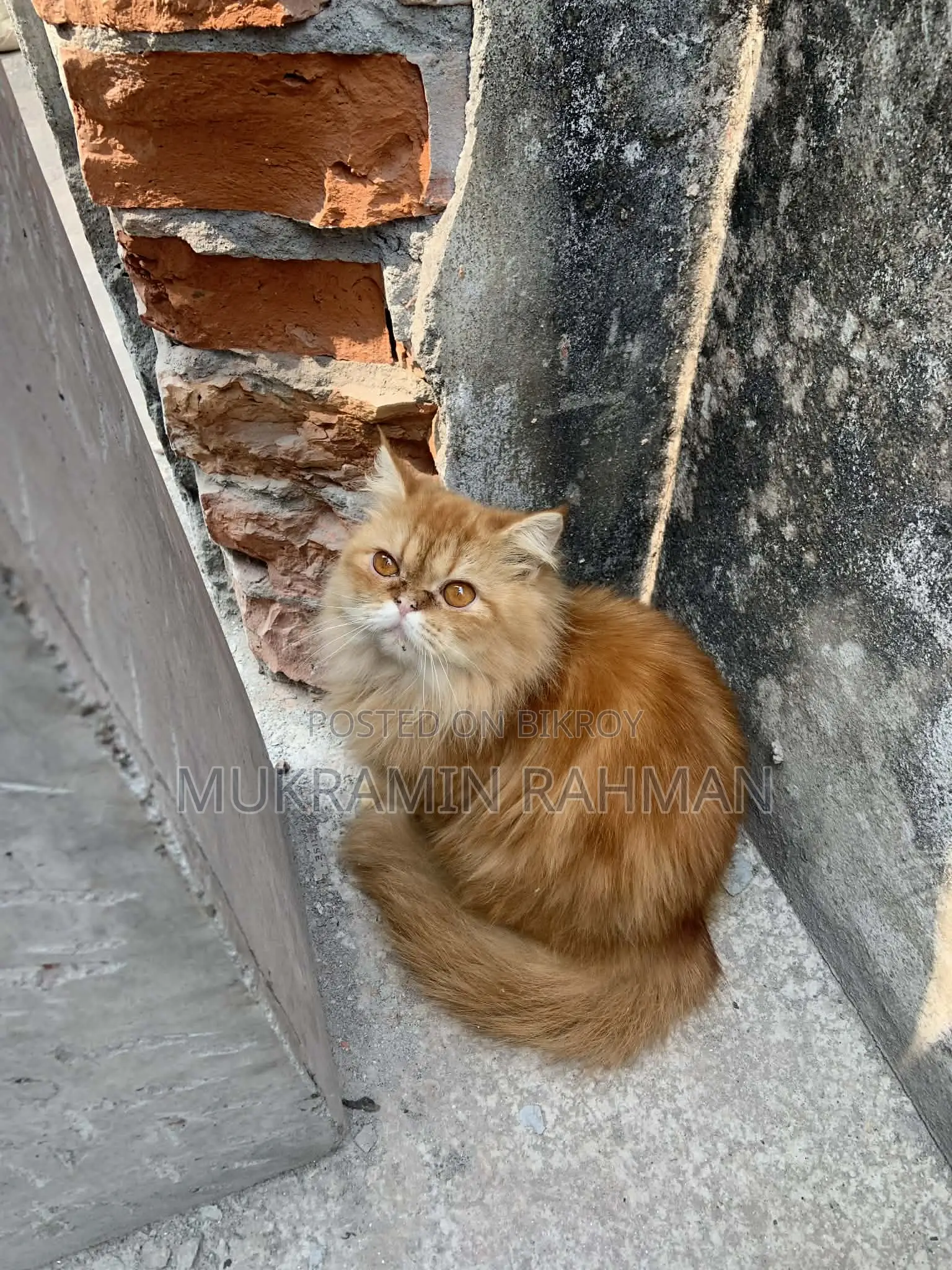 Cats for Sale