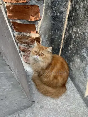 Cats for Sale