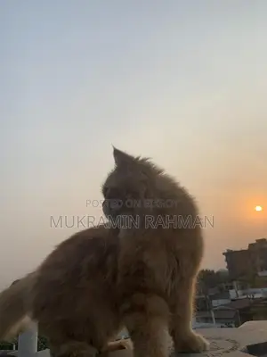 Cats for Sale