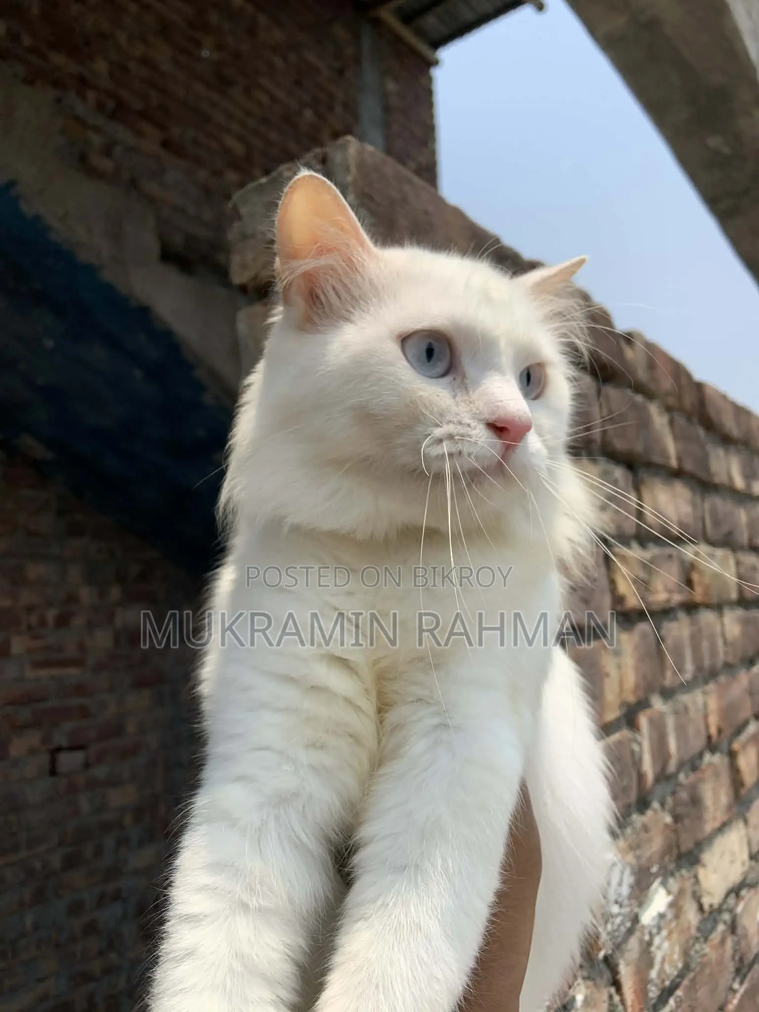Cats for Sale
