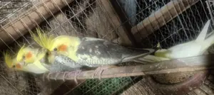 কোকাটেল পাখি বিক্রি হবে