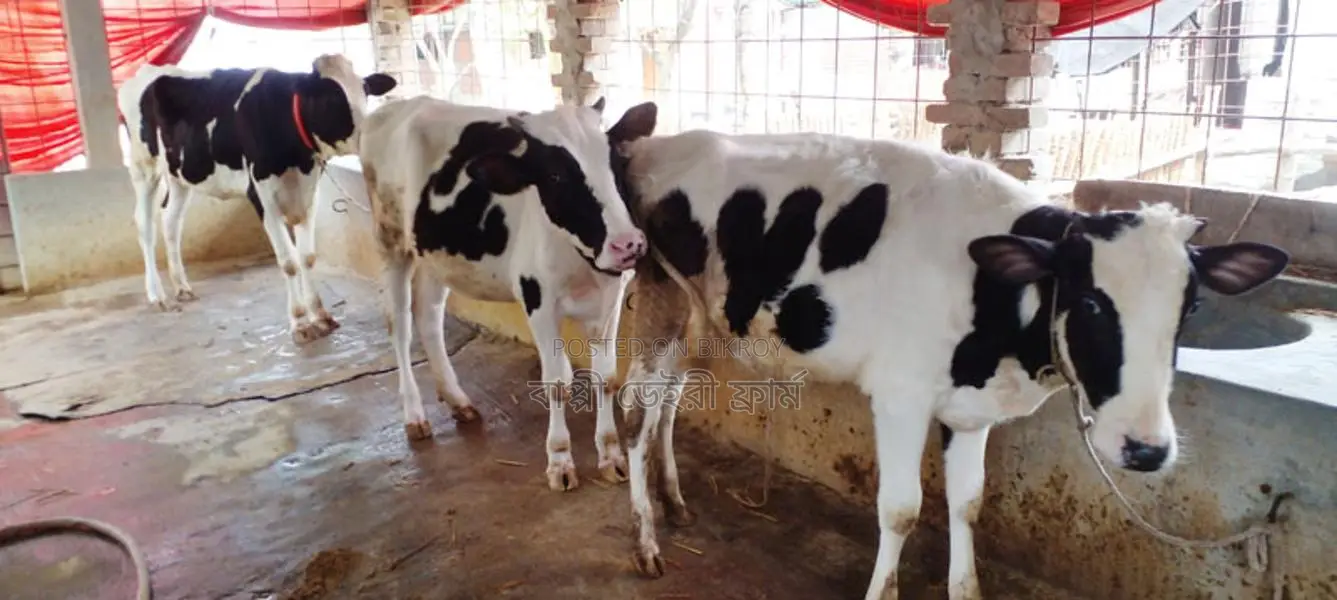1179 High-Quality Heifers for Sale (3 Units)