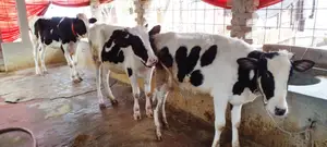 1179 High-Quality Heifers for Sale (3 Units)