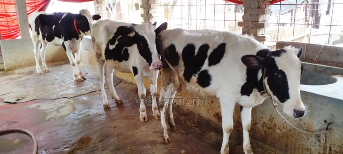 1179 High-Quality Heifers for Sale (3 Units)