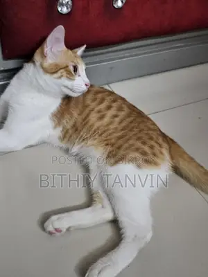 Golden and White Mixed Persian Cat