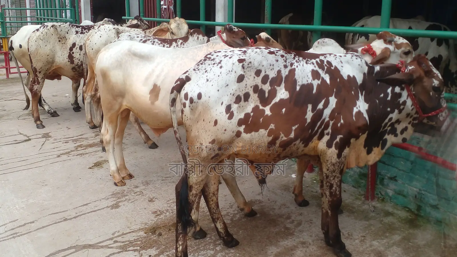 7 Bull Calves (ID 1197) Perfect for Rearing