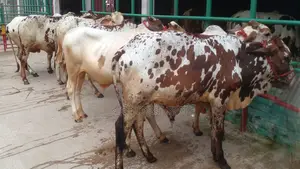 7 Bull Calves (ID 1197) Perfect for Rearing
