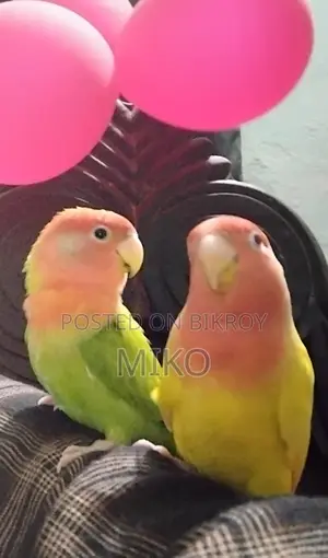 Love Bird