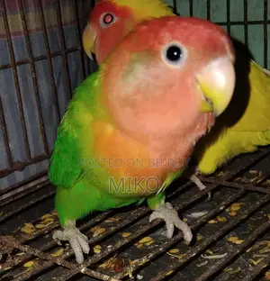 Love Bird