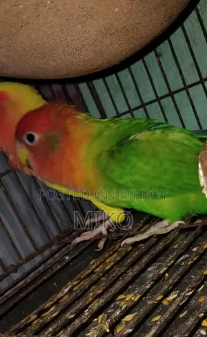 Love Bird