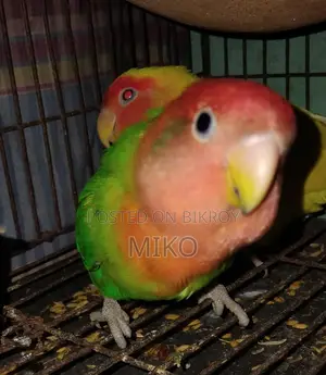 Love Bird