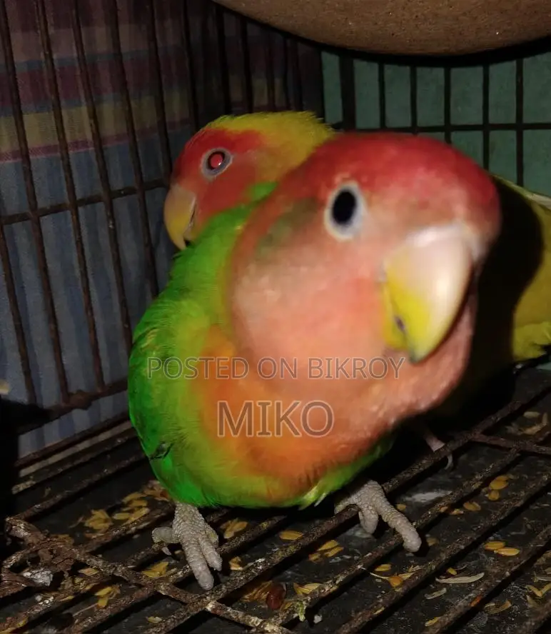 Love Bird