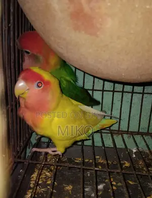 Love Bird
