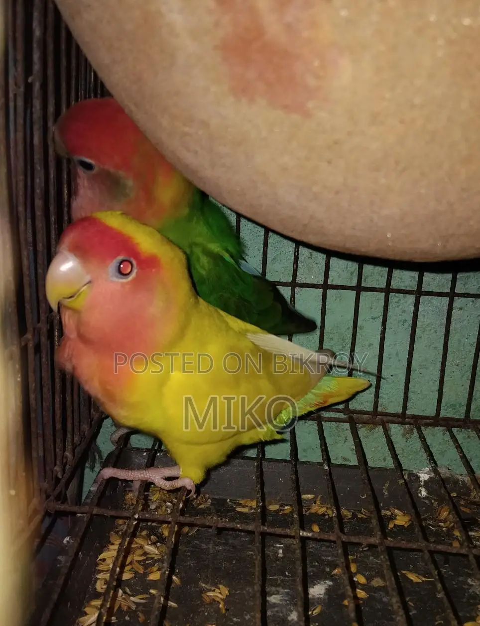 Love Bird