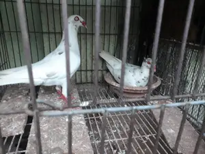 White Almond Denish Running Pair