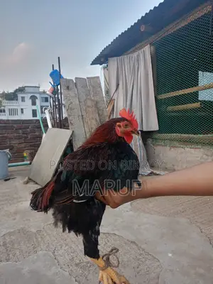 Hili Rooster