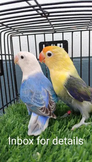 Love Bird