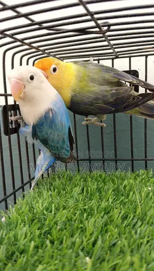 Love Bird