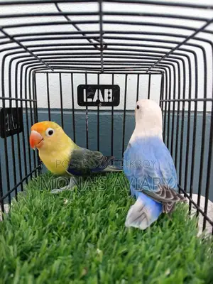 Love Bird
