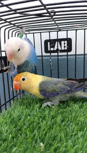 Love Bird