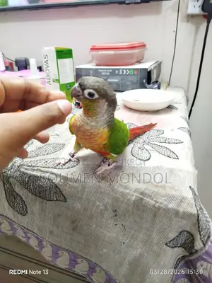 Super Tamed Yellow Sided Conure