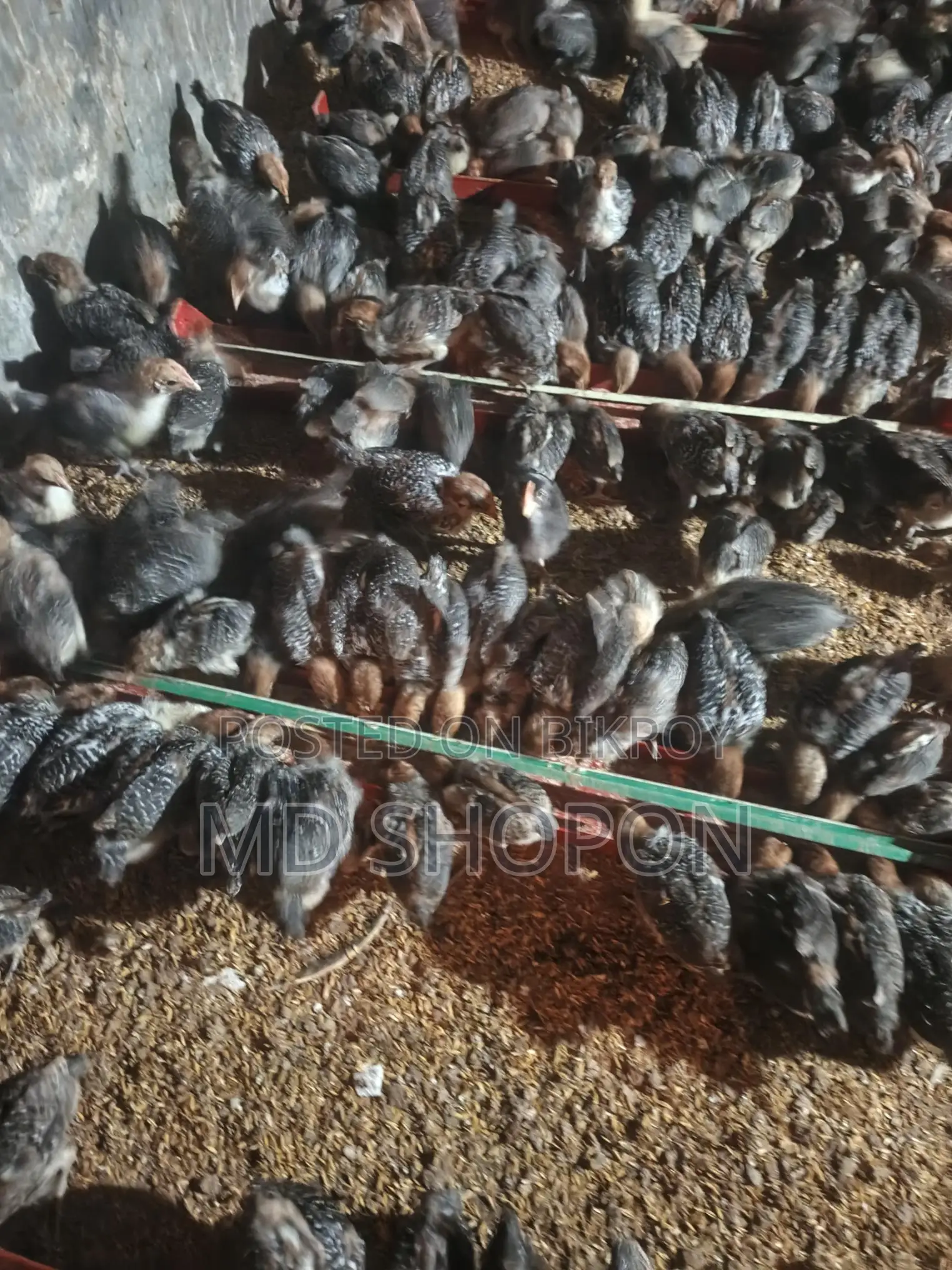 Egyptian Fayoumi Chicks for Sale