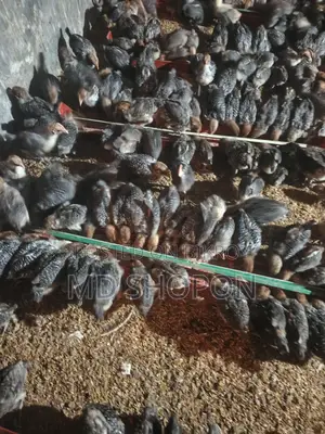 Egyptian Fayoumi Chicks for Sale
