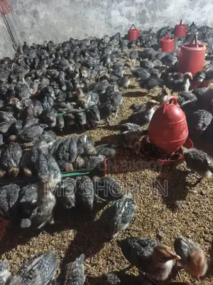 Egyptian Fayoumi Chicks for Sale