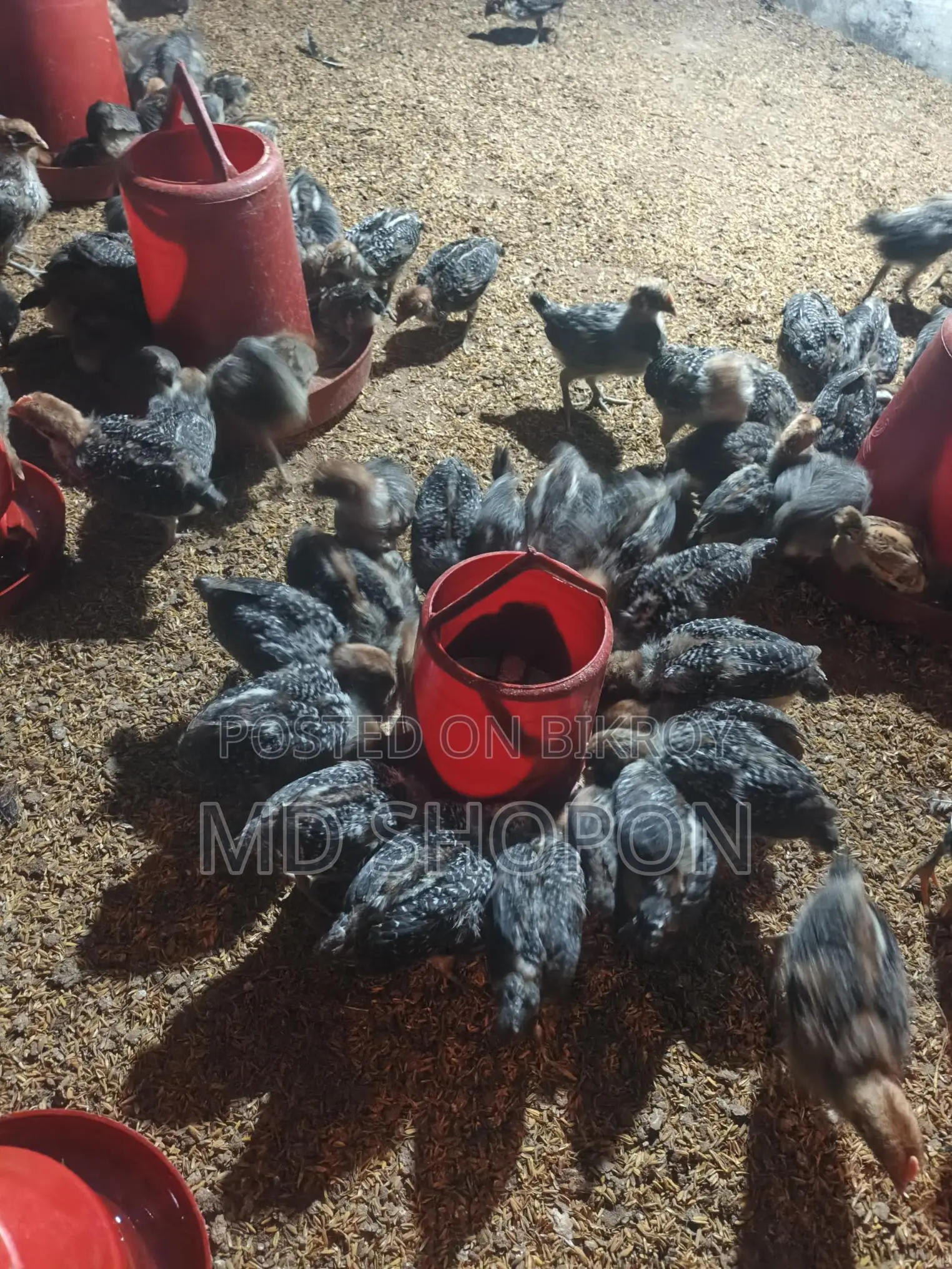 Egyptian Fayoumi Chicks for Sale